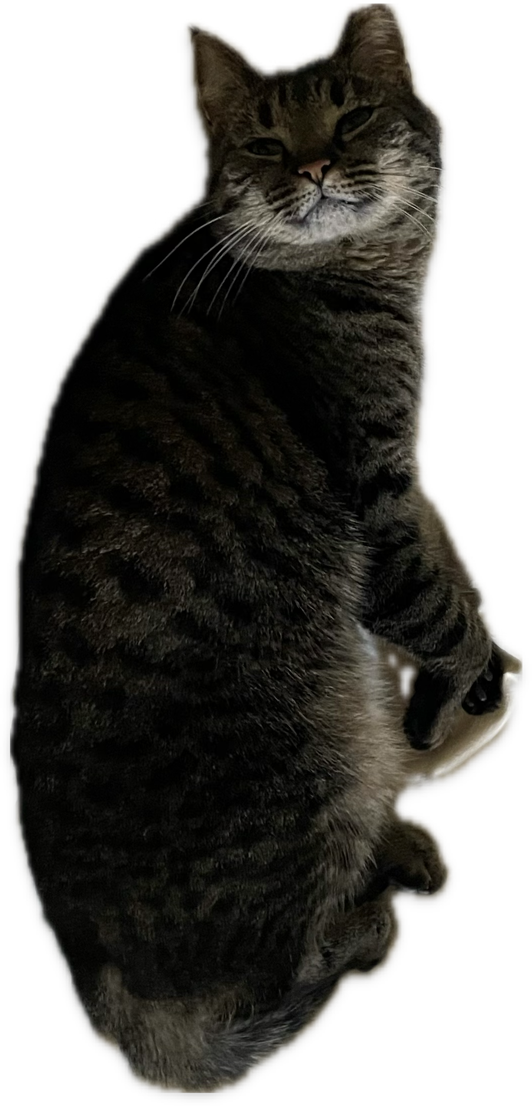 Peppa the Cat